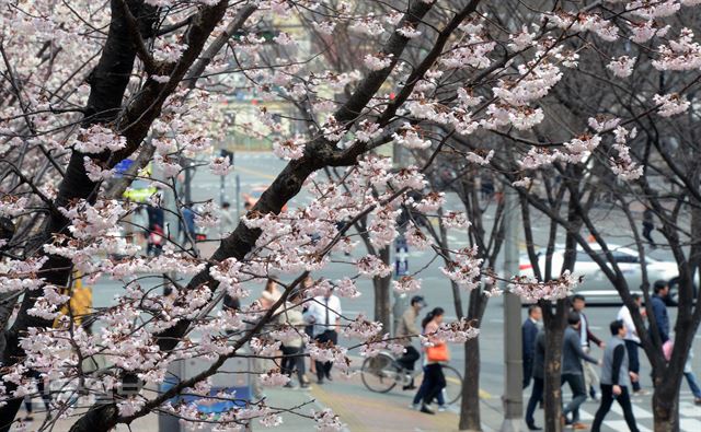 [저작권 한국일보]올들어 최고 온도를 보인 31일 오후 시민들이 벚꽃이 활짝핀 서울 마포구 상암동길을 걷고 있다. 2016.03.31 신상순 선임기자ssshin@hankookilbo.com /2016-03-31(한국일보)