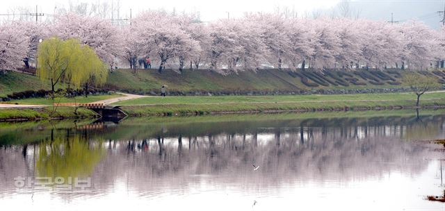 대지를 적시는 봄비가 내린 3일 오후 전남 순천 동천에 벚꽃이 흐드러지게 피어 시민들의 눈길을 끌고 있다. 서재훈기자 spring@hankookilbo.com