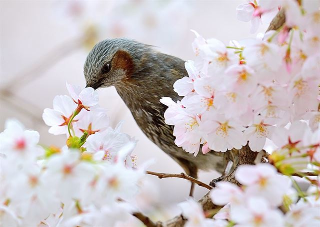 직박구리 한 마리가 만개한 벚꽃 사이에서 꿀을 빨아 먹고 있다.