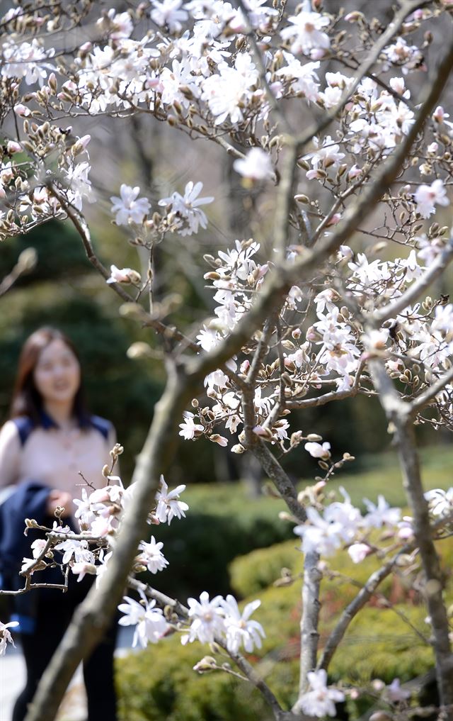 봄꽃으로 화사하게 물든 곤지암리조트 화담숲에 순백의 별목련이 꽃망울을 틔웠다.