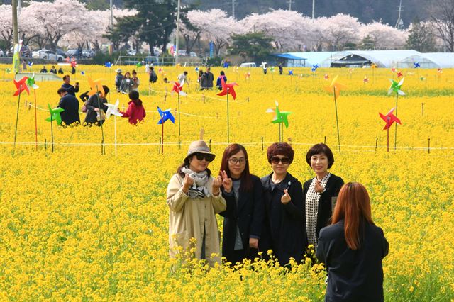 강원 삼척 맹방 유채꽃 축제 개막을 하루 앞둔 7일 오후 근덕면 일원이 노랗게 물들어 장관을 이루고 있는 가운데 유채꽃 밭을 찾은 관광객들이 추억을 남기고 있다. 올해로 15회째를 맞은 맹방 유채꽃 축제는 ‘봄 가득 희망 가득’을 주제로 8일부터 17일까지 열흘간 열린다. 삼척시 제공