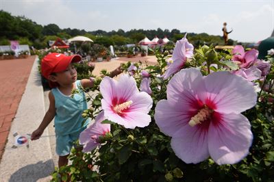 제26회 나라꽃 무궁화 전국축제가 8월 5~15일 세종시와 수원시에서 나뉘어 공동개최 된다. 사진은 지난해 나라꽃 무궁화 전국축제 모습. 산림청 제공