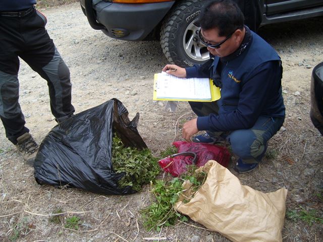 산림청 산림특별사법경찰이 봄철 산행객들을 대상으로 산나물 불법채취 여부를 단속하고 있다. 산림청 제공