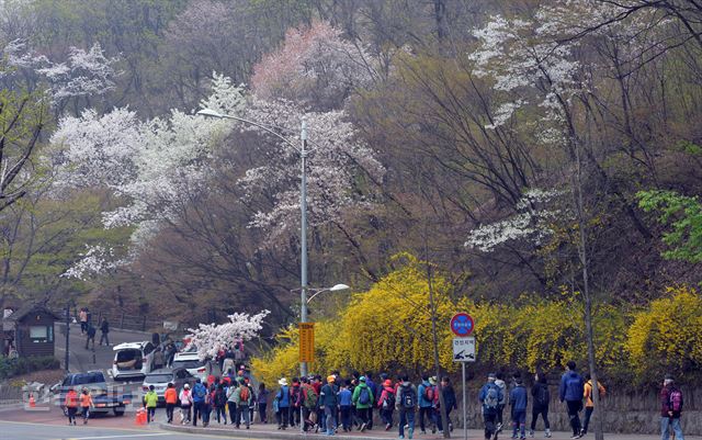 [저작권 한국일보]9일 서울 중구 남산 백범 광장에서 한국일보가 주최하고 한국오리협회 주관으로 열린 제456회 한국일보 거북이마라톤 ‘오리고기 소비촉진을 위한 남산 걷기대회’참가자들이 벚꽃이 만개한 남산 둘레길을 걷고 있다. 2016.04.09 신상순 선임기자ssshin@hankookilbo.com /2016-04-09(한국일보)