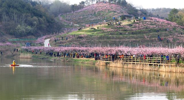 9일 오전 문광부 '사진찍기 좋은 녹색명소'인 경북 경산시 남산면 반곡지에서 사진 동호인들이 쪽배를 타고 삿대를 젓고 있는 뱃사공을 렌즈에 담고 있다.