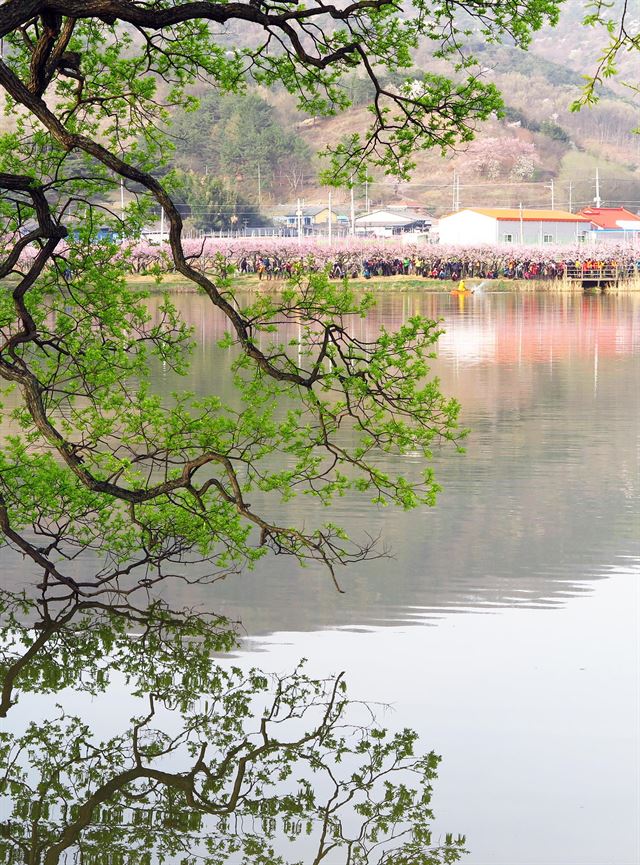 9일 오전 사진 동호인들이 쪽배를 타고 삿대를 젓고 있는 뱃사공을 렌즈에 담고 있다. 저수지에 비친 왕버들이 인상적이다.