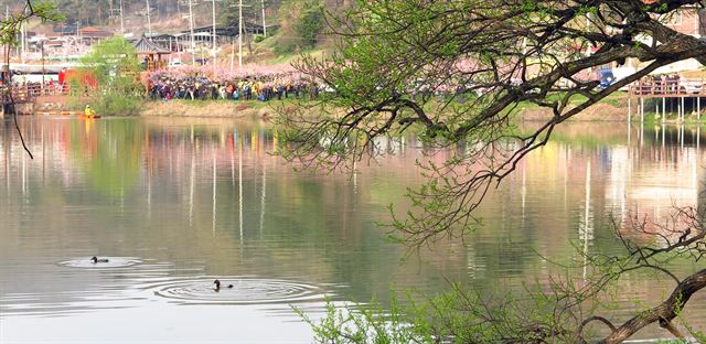 9일 오전 경북 경산시 남산면 반곡지에서 사진 동호인들이 쪽배를 타고 삿대를 젓고 있는 뱃사공과 사냥에 나선 물오리를 렌즈에 담고 있다. 물새는 30초 이상 잠수를 반복, 보는 이를 놀라게 했다.