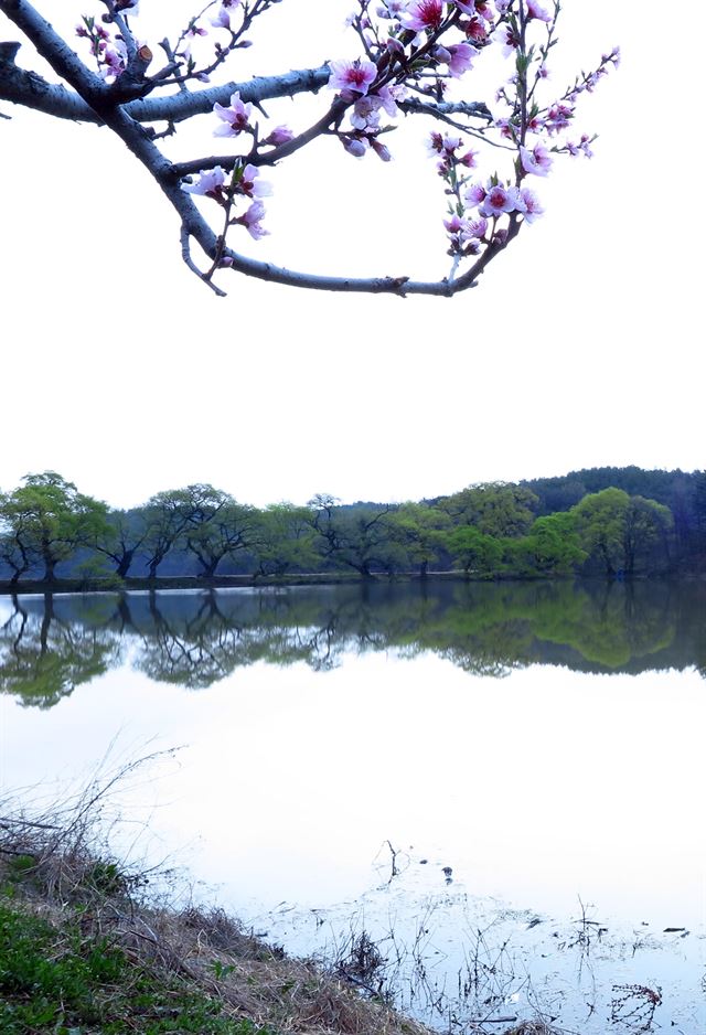 문광부 '사진찍기 좋은 녹색명소'인 경북 경산시 남산면 반곡지에 9일 새벽 여명이 밝아오고 있다.