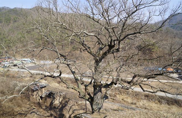 경북 안동시 임동면 대곡리 천연기념물 제288호 굴참나무. 안동시 제공