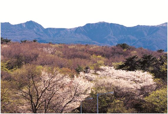 한라산 관음사 지구 왕벚나무