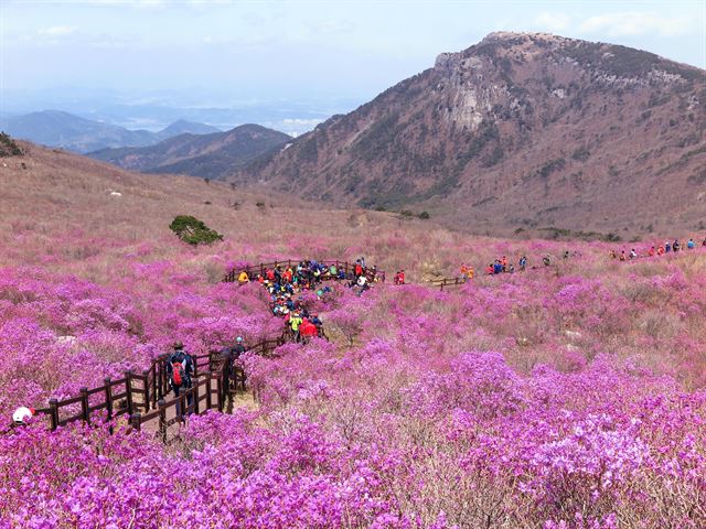 등산객들이 17일 진달래(참꽃)가 본격적으로 피기 시작한 대구 달성군 비슬산 참꽃군락지를 걷고 있다. 전날 밤 세찬 비바람으로 꽃잎이 떨어지고 찢겼어도 덜 핀 봉오리가 많아 축제 기간에는 연분홍빛으로 물들 것으로 기대된다. 정광진기자 kjcheong@hankookilbo.com