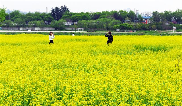 대구 북구 노원동 금호강 하중도에 유채꽃이 활짝 폈다. 올해 처음 조성된 금호강 하중도 유채꽃단지는 같은 지역에 조성된 청보리밭과 함께 대구의 '핫플레이스'로 부상했다. 유채꽃은 4월 초 꽃망울을 터뜨리기 시작해 18일 현재 절정으로, 5월 중순까지 꽃구경을 할 수 있을 것으로 보인다. 정광진기자 kjcheong@hankookilbo.com