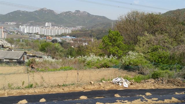 요즘 중부지방 어디 가나 조팝 핀 이런 풍경을 볼 수 있다.