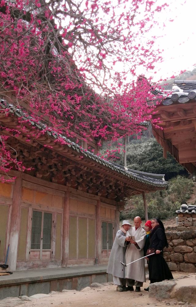 구례 화엄사의 명물인 홍매화나무 밑에서 스님과 수녀님이 셀카봉을 이용해 사진을 확인하고 있다. 홍매화의 색깔보다 사람의 모습이 더 아름다워 보인다.