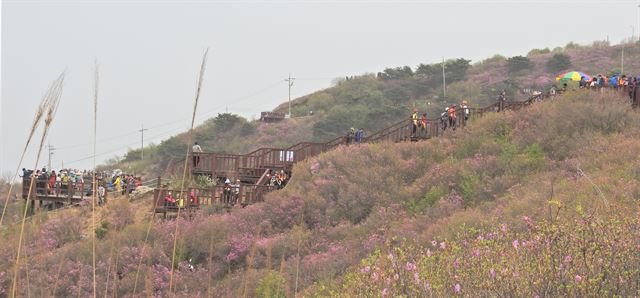 황사와 미세먼지가 극성을 부린 23일 진달래 축제가 열린 인천 강화군 고려산에서 등산객들이 산을 오르고 있다. 연합뉴스