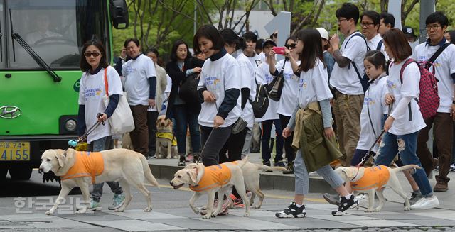 [저작권 한국일보]27일 세계 안내견의 날 25주년을 맞아 서울 청계광장에서 열린 ‘세계 안내견과의 만남 ’행사에서 자원봉사자와 에버랜드가 운영하는 삼성화재안내견학교 소속 안내견이 함께 행진하고 있다. 삼성화재안내견학교는 1916년 세계 첫 안내견 탄생 100주년을 맞아 이날 행사를 개최했다. 2016.04.27. 신상순 선임기자ssshin@hankookilbo.