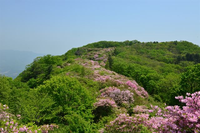 경기 남양주와 가평에 걸친 서리산의 철쭉이 능선을 따라 줄지어 피어 있다. 경기도 제공