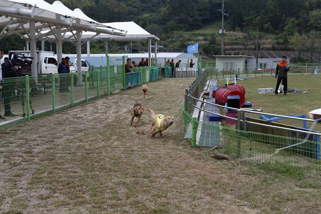 7일부터 진돗개 테마파크에서 진도개 페스티벌이 열린다. 2016-05-04(한국일보)