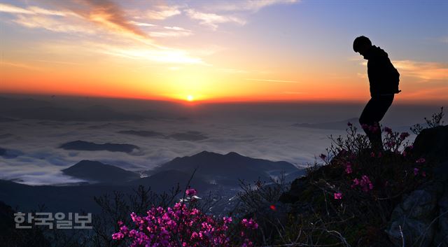 산 아래엔 이미 지고 없어진 진달래가 간월재에선 이제 막 절정을 지났다.