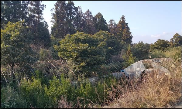 제주지역 내 농사를 짓지 않은 농지 소유주 2,000여명을 대상으로 농지처분통보가 이뤄졌다. 사진은 휴경 상태인 서귀포시 표선면 농지. 제주도 제공.