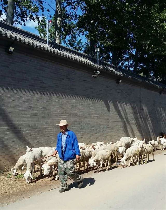 친청감옥 담벼락 밑으로 양떼를 몰고가는 인근 마을 주민.