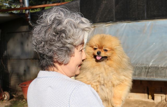 포메라니안을 전문적으로 키우는 김옥배 더스카이라크 대표가 경기 일산 포메라니안 견사에서 강아지를 안고 있다. 고은경기자