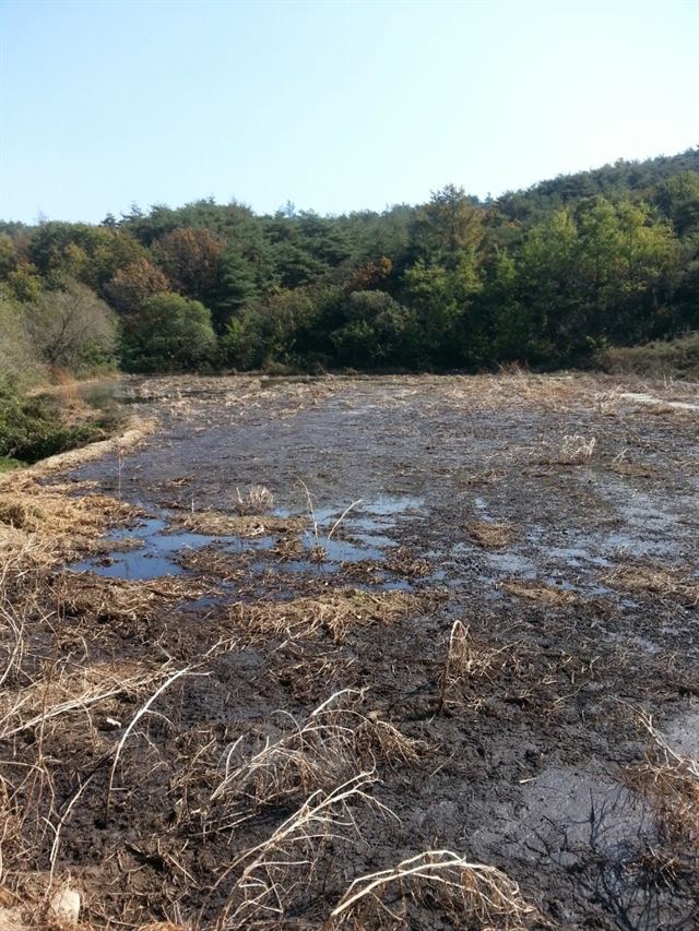 낙동강 지류인 내성천 상류인 봉화군 봉화읍 도촌리 산 기슭의 한 논에 지난 4월 누군가 무단으로 버린 축산폐수가 범벅이 돼 있다. 주민 제공