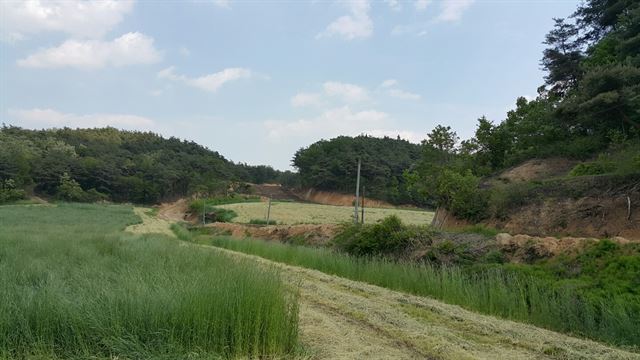 봉화 도촌리 야산의 중턱을 밭으로 만들기 위해 산을 깎아 낸 흔적이 있고 진입로가 파헤쳐졌다. 이용호기자 lyho@hankookilbo.com