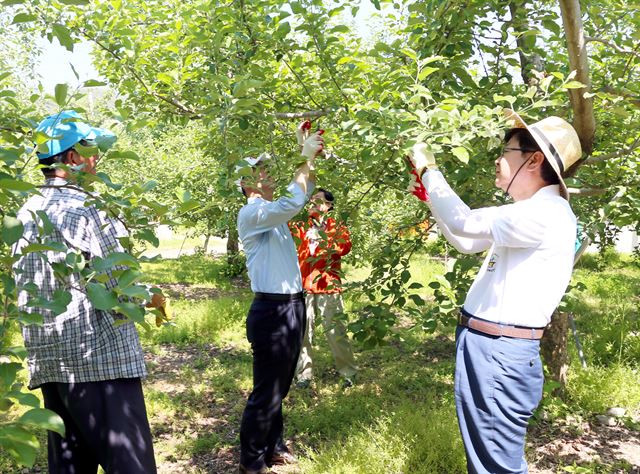 권영세 안동시장을 비롯한 공무원들이 일직면 과수 농가를 찿아 사과적과 등 일손돕기를 하고 있다. 안동시제공