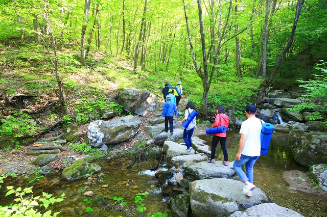 힐링의 숲으로 산책을 나서보자. 싱그러움이 가득한 초록의 숲으로. 경기 양평 산음 치유의 숲을 찾은 체험객들이 숲길을 걷고 있다. 한국관광공사 제공