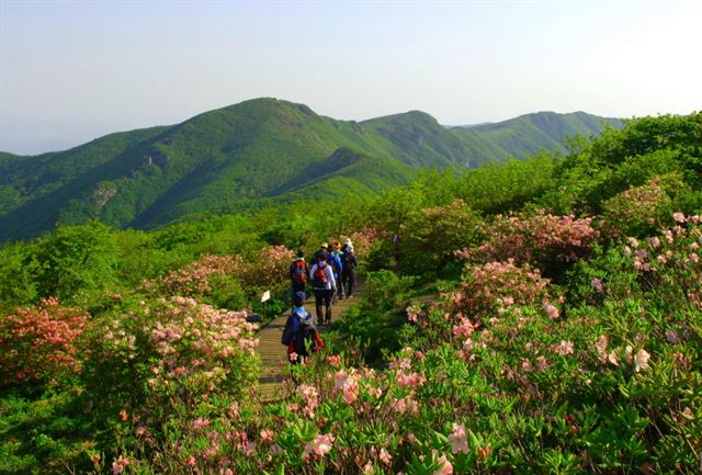 지난해 소백산철쭉제 기간 등산객들이 소백산 정상 철쭉꽃길을 걷고 있다. 올해는 27일부터 사흘간 열린다. 영주시제공