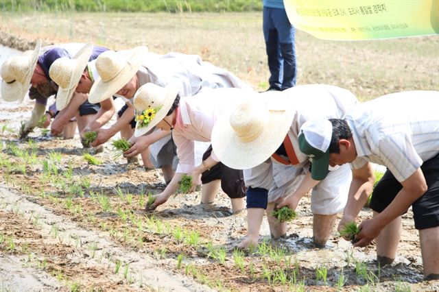 26일 경북 구미시 해평면 도리사 소유 논에서 통일쌀 경작사업 모내기를 하고 있다. 대한불교 조계종 제공