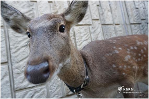 백화점 옥상에서 살면서 정형행동을 보이던 라라는 여러 사람의 도움으로 6개월 만에 안식처를 찾았다. 카라 제공