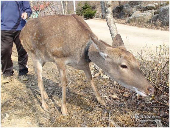 백화점 옥상 동물원에 살다 구조된 라라는 강원 양구에 새 안식처를 찾았다. 카라 제공