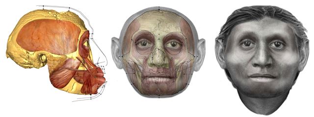 호주 울런공 대학과 일본 국립 과학 박물관 등 다국적 연구팀이 지난 2014년 인도네시아 플로레스 섬 강바닥에서 발견된 화석을 분석한 결과 몸집이 작아 일명 '호빗'으로 불렸던 원시 왜소 인류 '호모 플로레시엔시스'(플로레스인)가 왜소증 등 질병에 걸린 현생인류가 아닌 별개의 인류 종임을 보여주는 새로운 연구 결과를 네이처에 발표한 가운데 사진은 복원한 호빗족의 얼굴 상상도. 로이터 뉴스1