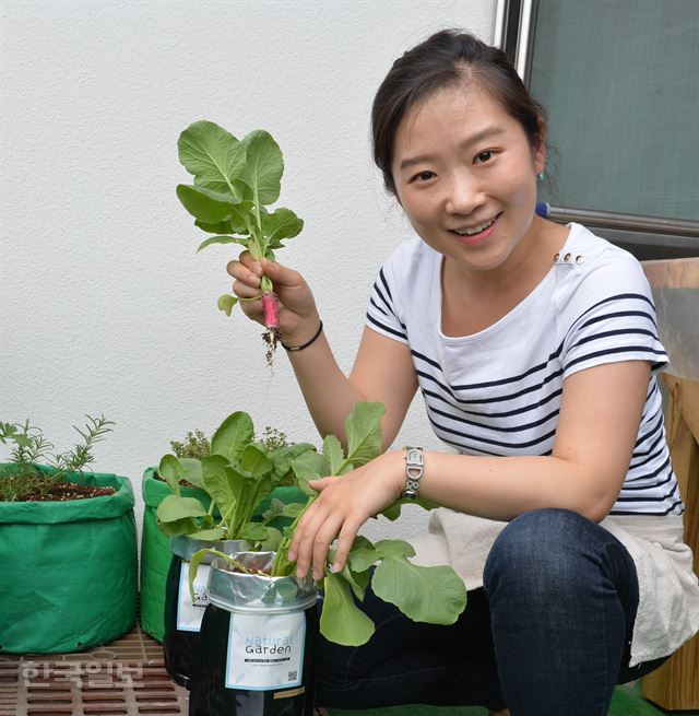 테라스에서 래디시를 수확하고 있는 장진주씨. 먹을 만큼만 뽑아 가장 신선한 상태로 먹을 수 있다는 게 키드닝의 매력이다. 신상순 선임기자 ssshin@hankookilbo.com