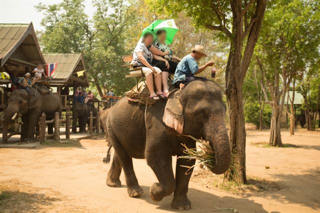 우리에겐 작은 추억이 코끼리에겐 평생의 고통이다. 페타(PETA)