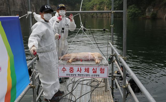 21일 전북경찰청 과학수사대가 김제시 백구면의 한 호수에서 돼지를 이용해 수중 변사체 사망시점을 밝히기 위한 실험에 착수한 가운데 경찰관이 실험 돼지를 호수로 이동하고 있다. 전북경찰청 제공 /2016-06-21(한국일보)