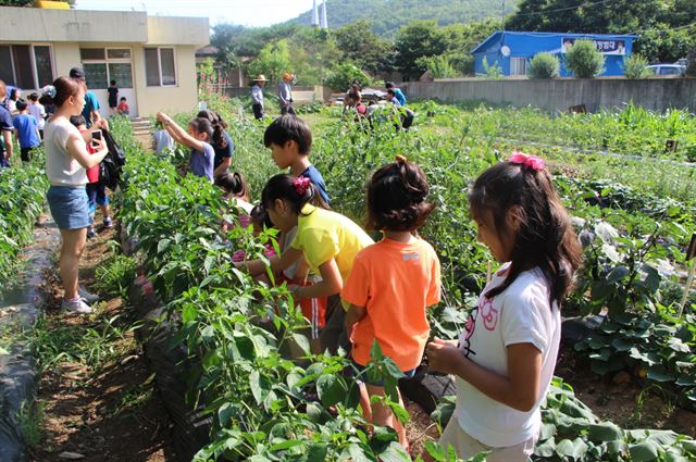 경산 용성초등학교 학생들이 학교 텃밭에서 직접 가꾼 수확물을 보며 즐거워하고 있다. 경북도교육청 제공