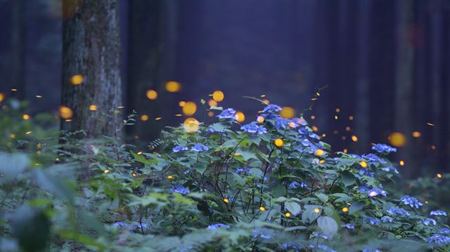 제주 사려니숲에서는 운문산 반딧불이의 군무가 밤마다 펼쳐져 장관을 연출하고 있다. 국립산림과학원 난대ㆍ아열대산림연구소 제공.