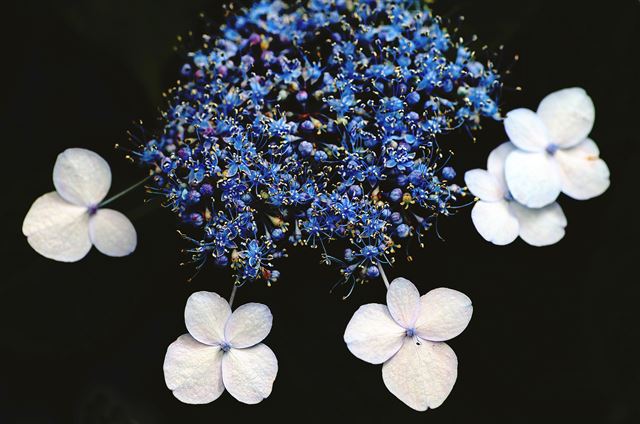 산수국을 자세히 보면 가운데 부분에는 암술과 수술이 있는 참꽃으로 수정을 담당하는 진짜 꽃이 있고 주변으로는 벌과 나비를 유혹해 수정을 돕기 위한 가짜 꽃이 있다. 진짜 꽃인 유성화는 너무 작아 벌레들의 눈길을 끌지 못하게 생긴데 반해 가짜 꽃인 무성화는 크고 탐스럽게 보인다. 왕태석기자 kingwang@hankookilbo.com