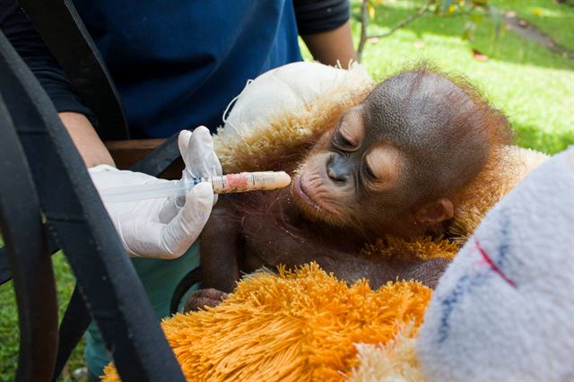 영국 동물구조단체 IAR 전담 수의사가 주사기로 디딕에게 주사기로 음식물을 주고 있다. International Animal Rescue 페이스북