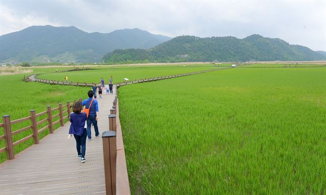 세계 5대 연안습지 전남 순천시 순천만./2016-07-11(한국일보)