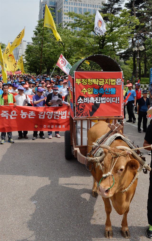 지난 21일 서울 영등포구 여의도 산업은행 앞에서 열린 '김영란법 농축산물 제외 촉구 전국농축수산인 총궐기 대회'에서 한우농가 참석자들이 소달구지와 함께 행진하고 있다. 뉴시스