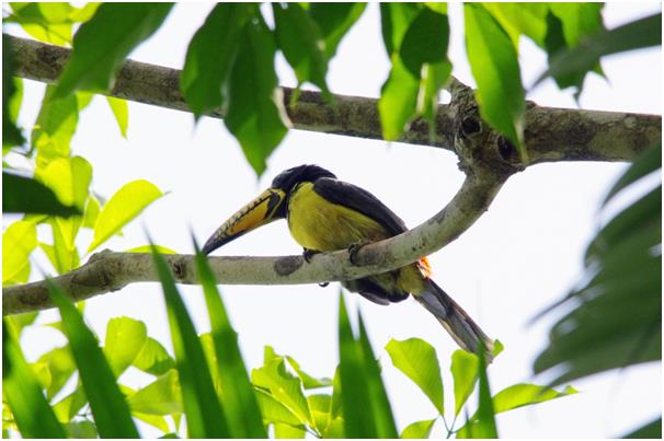 부리부리한 입을 가진 투칸과 아라싸리(collared aracari). 스태미나 과일로 알려진 '아싸이(Açai)'를 전투적으로 먹는다. @rvé around