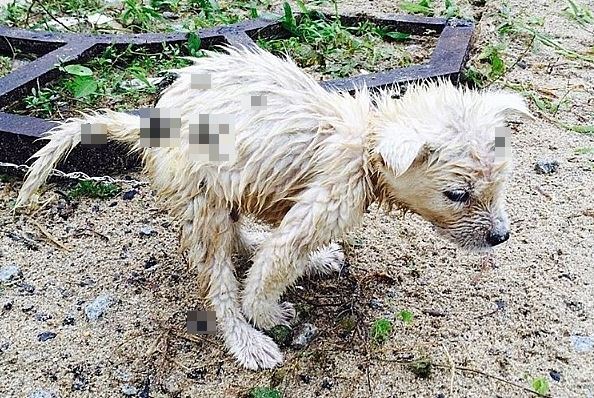 인천의 한 수련원에서 마당에 묶여 폭우를 맞고 탈장증세까지 보이던 강아지가 사흘 만에 죽었다. 펫호텔 드림 인스타그램 캡처