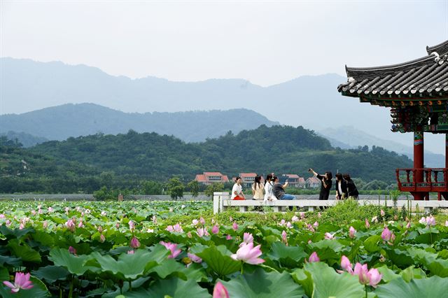 28일 유등연지를 찾은 피서객들이 만개한 연꽃을 보며 잠시 무더위를 잊고 있다. 청도군 제공