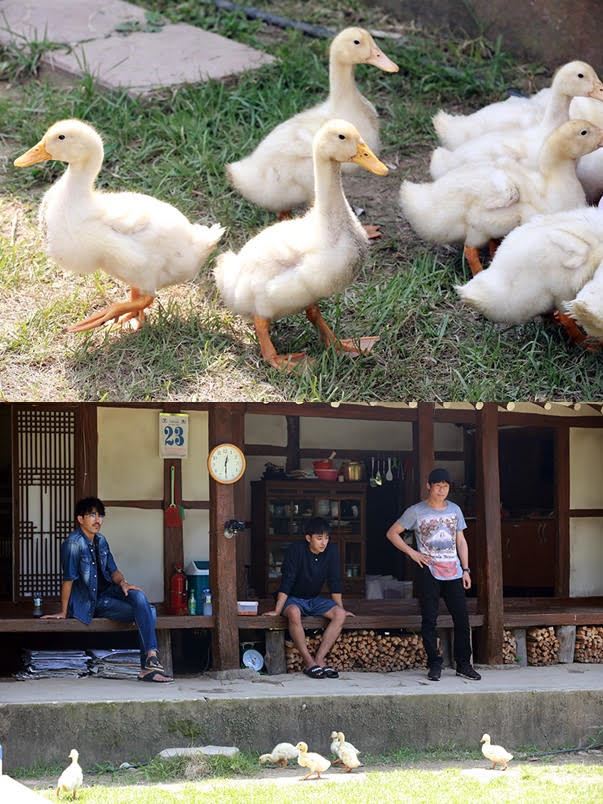 오리들과 함께 하는 tvN ‘삼시세끼-고창편’. tvN 제공