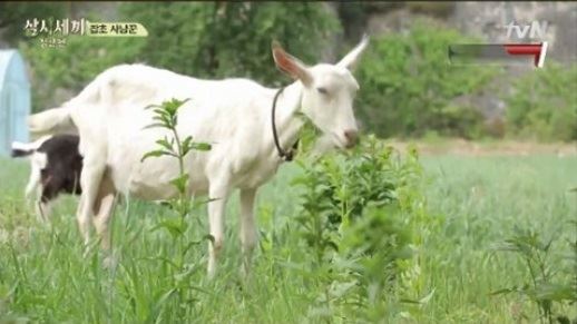 ‘삼시세끼-정선편’에 등장한 염소 잭슨. 방송화면 캡처