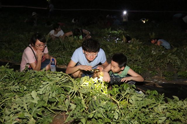 봉화은어축제에 참가한 관광객 가족이 수박서리를 체험하고 있다. 봉화군 제공